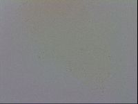 Murrayon pullari image