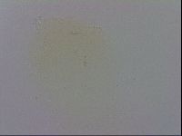 Murrayon pullari image