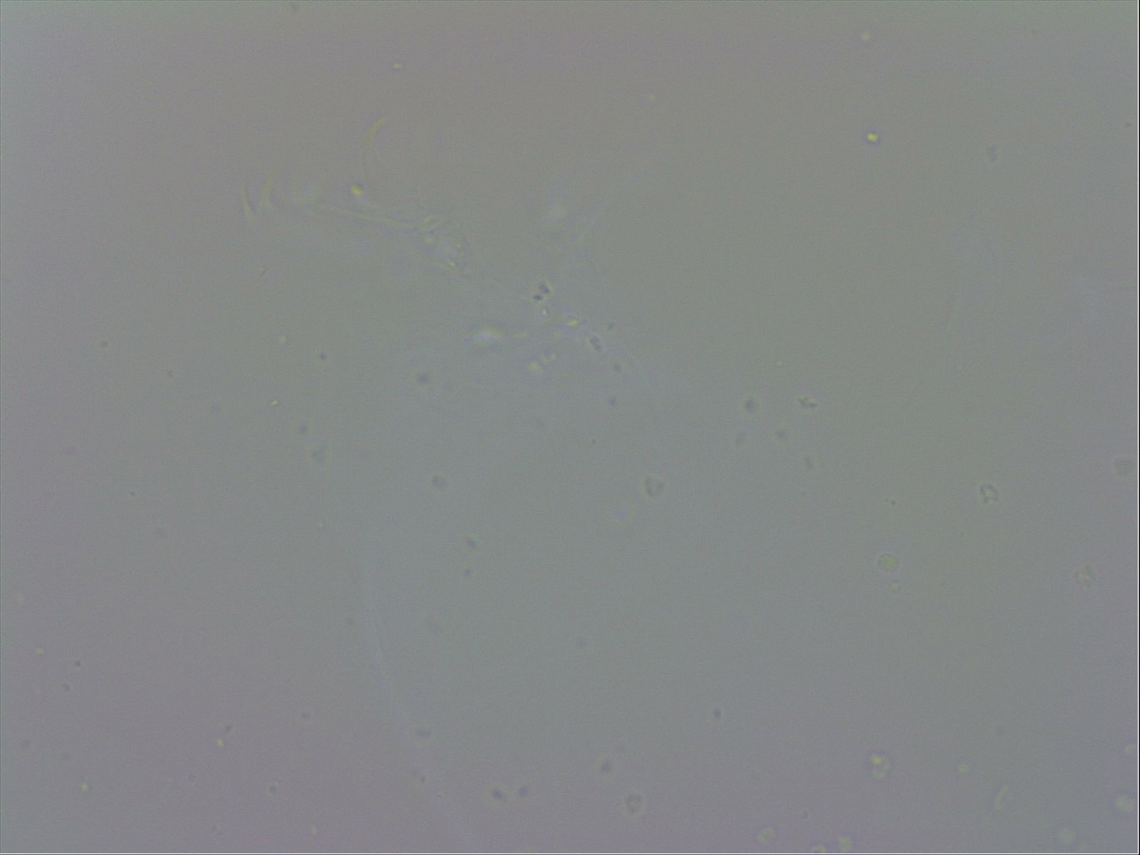 Murrayon pullari image