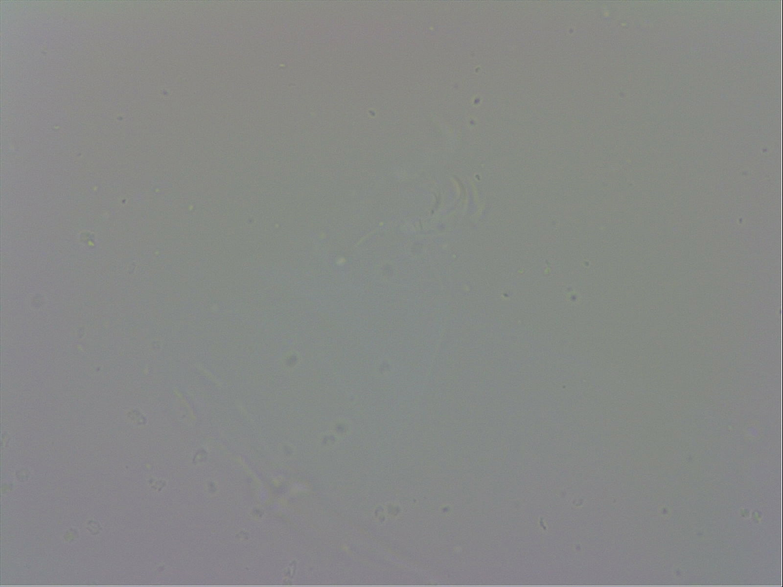 Murrayon pullari image