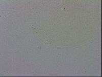 Mesobiotus polaris image