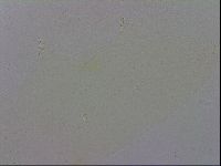 Mesobiotus polaris image