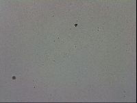 Mesobiotus polaris image