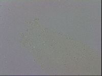 Mesobiotus polaris image