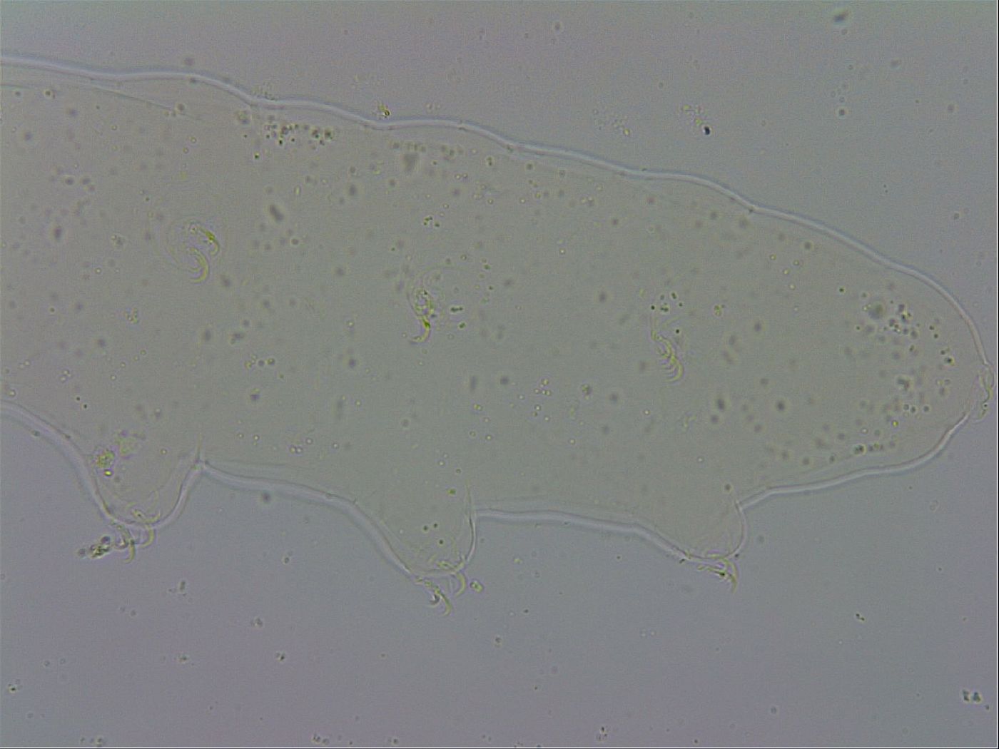 Mesobiotus polaris image