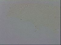 Mesobiotus polaris image