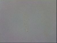 Mesobiotus polaris image