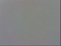 Mesobiotus polaris image
