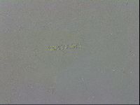 Mesobiotus polaris image