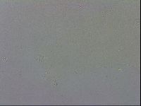 Mesobiotus polaris image