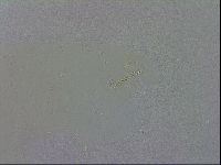 Macrobiotus recens image