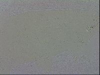 Macrobiotus recens image