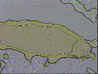 Macrobiotus recens image