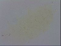 Macrobiotus recens image