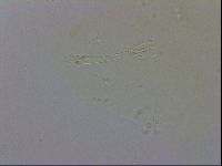Macrobiotus recens image