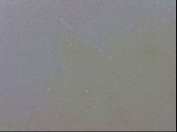 Macrobiotus recens image