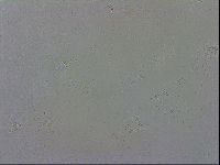 Macrobiotus recens image
