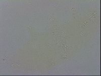 Macrobiotus recens image