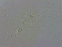 Macrobiotus recens image
