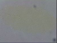 Macrobiotus recens image