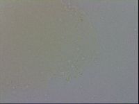 Macrobiotus recens image