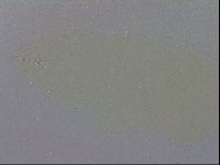 Macrobiotus recens image
