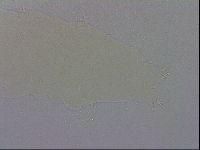 Macrobiotus recens image