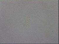 Macrobiotus recens image