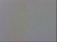 Macrobiotus recens image