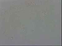 Macrobiotus recens image