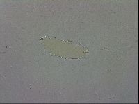 Macrobiotus recens image