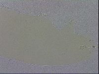 Macrobiotus recens image