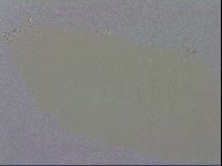 Macrobiotus recens image
