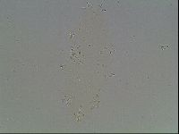 Macrobiotus recens image