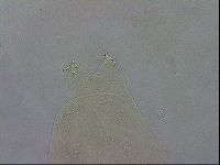 Macrobiotus recens image