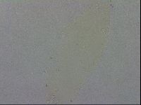 Macrobiotus recens image
