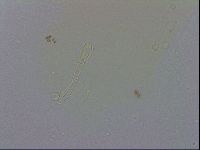 Macrobiotus recens image