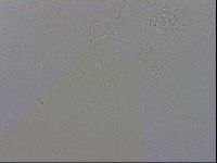 Macrobiotus recens image