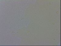 Macrobiotus recens image