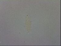 Macrobiotus recens image