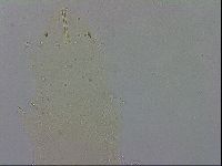 Macrobiotus recens image