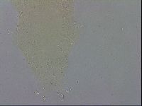 Macrobiotus recens image