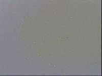 Macrobiotus recens image