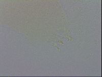 Macrobiotus recens image