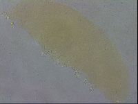 Macrobiotus recens image