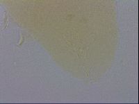 Macrobiotus recens image