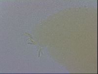 Macrobiotus recens image