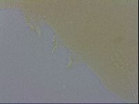 Macrobiotus recens image