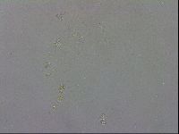 Macrobiotus recens image