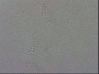 Macrobiotus recens image